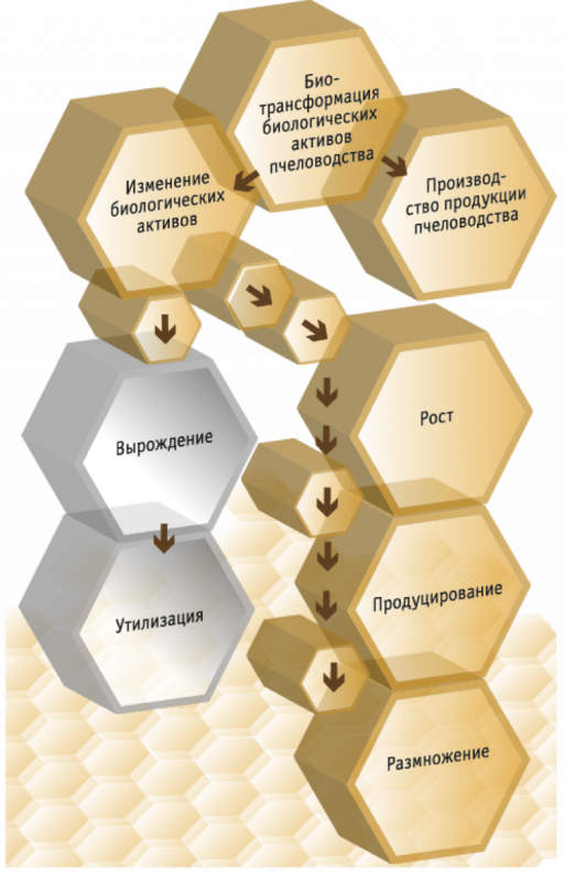 Учет биологических активов. Биологические Активы. Бизнес план по пчеловодству. Бизнес план на Пчеловодство. Рост биологических активов.